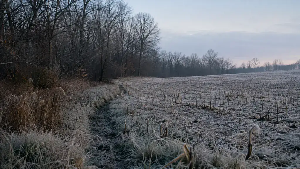 The Buck I Never Saw Until the WOSODA Trail Camera Caught Him