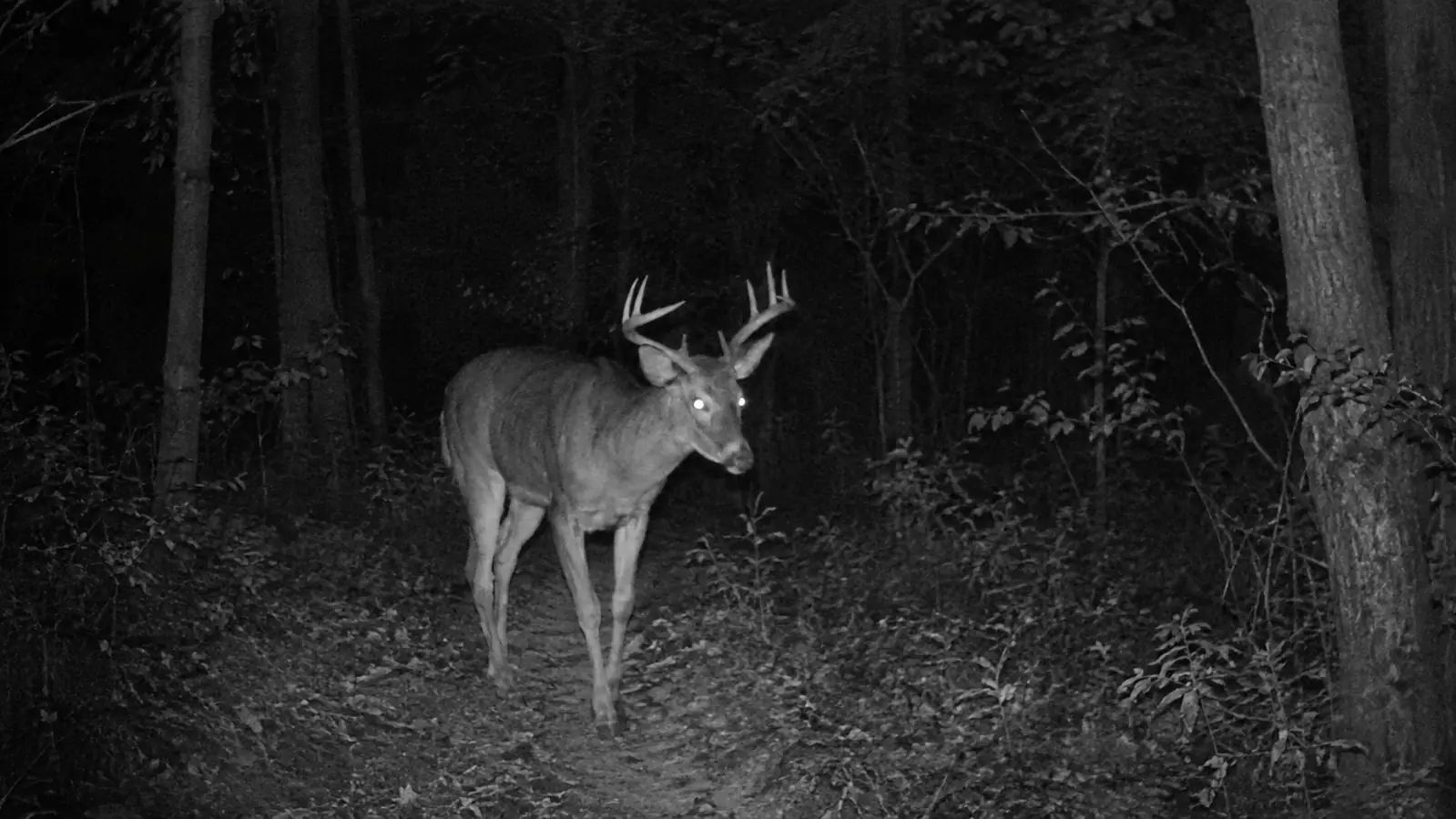 Night photo from a trail camera showing a whitetail deer walking a trail in low light