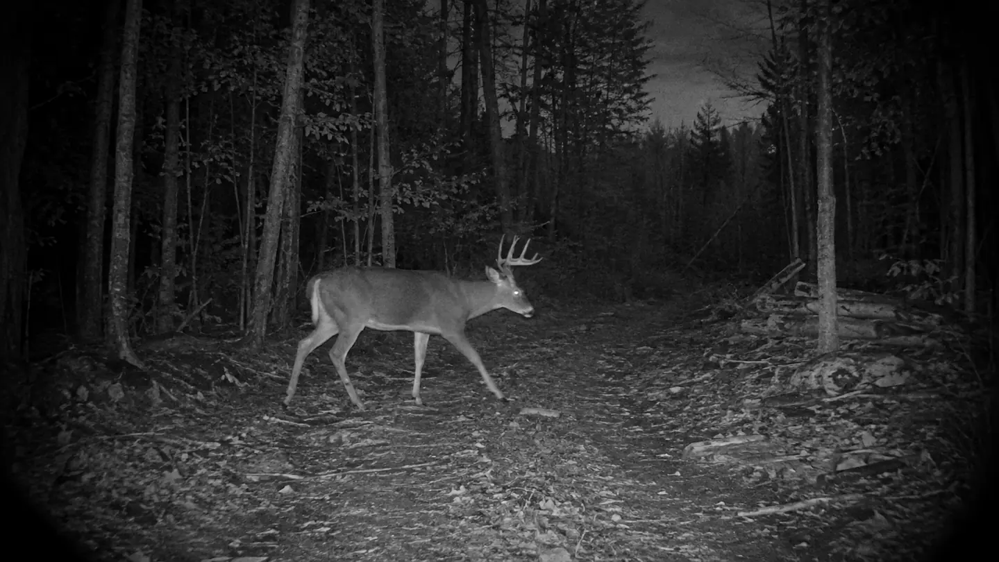 A whitetail deer crossing a logging trail at dusk as seen through a trail camera view